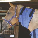 Couvre-épaules rafraîchissant pour cheval Hyperkewl - Bleu Couvre-épaules rafraîchissant pour cheval Hyperkewl - Bleu