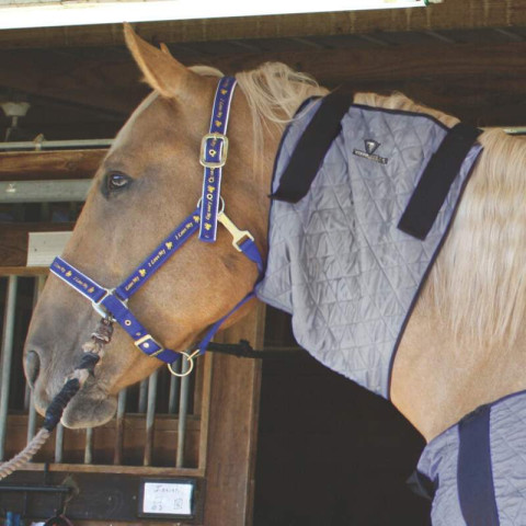 Couvre-épaules rafraîchissant pour cheval Hyperkewl - Gris