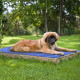 tapis-rafraichissant-chien-jardin