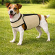 manteau-chien-changement-de-phase-beige-jardin