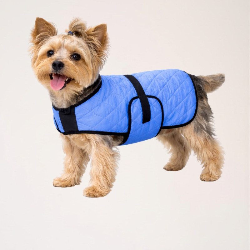 manteau-rafraichissant-petit-chien-bleu