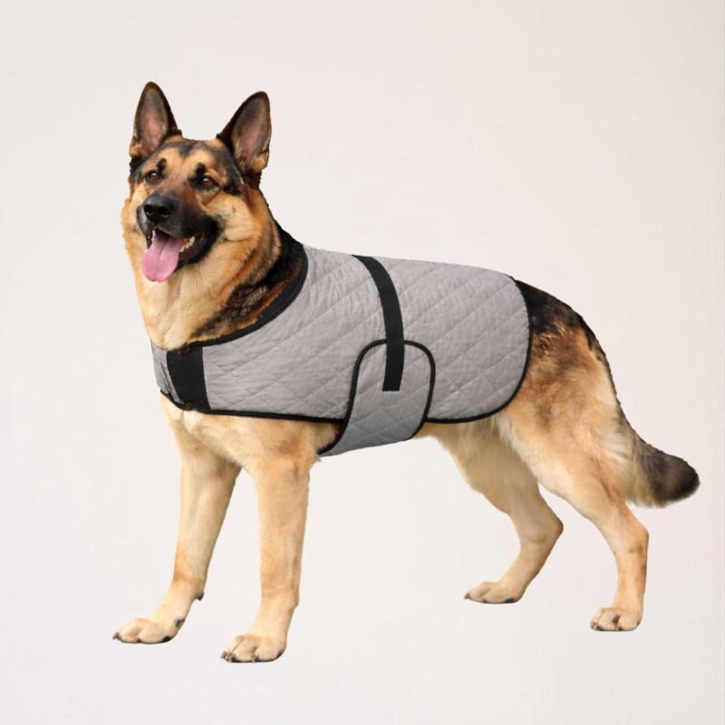 manteau-rafraichissant-chien-gris-berger-allemand