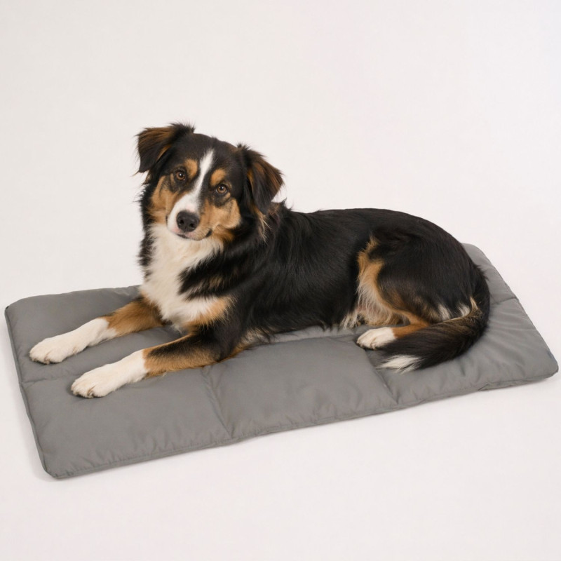 tapis-chien-changement-phase-chien-moyen