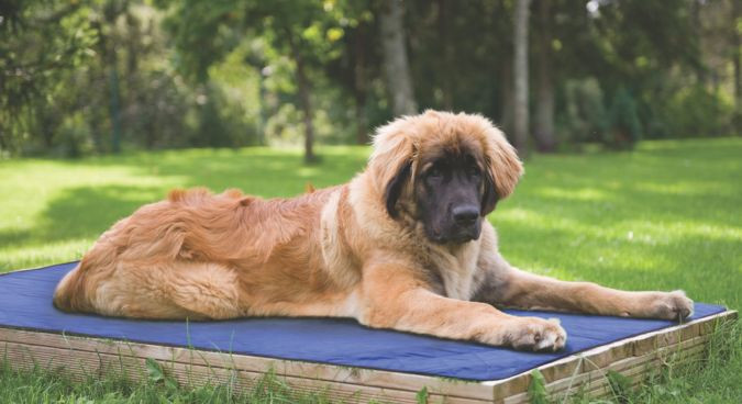 Tapis rafraîchissant pour chien, surface fraiche de repos pour l'été