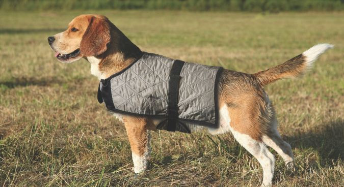 Manteau rafraîchissant pour chien, confort thermique anti canicule