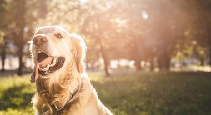 Manteaux et tapis rafraîchissants pour chiens de loisir ou de travail