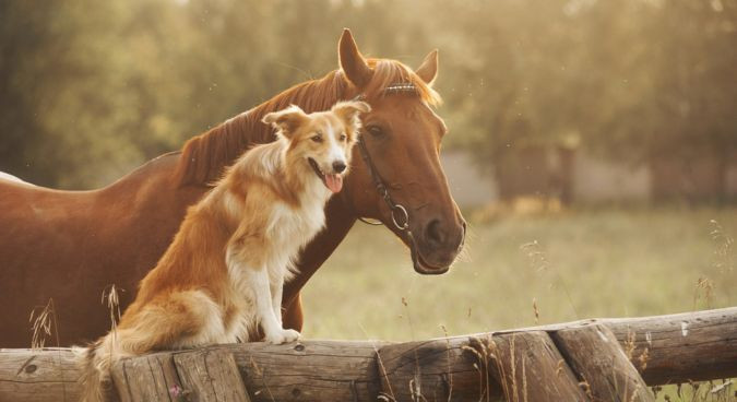 Manteaux rafraîchissants chiens et couvertures fraîches cheval