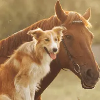 Manteaux rafraîchissants chiens et couvertures fraîches cheval