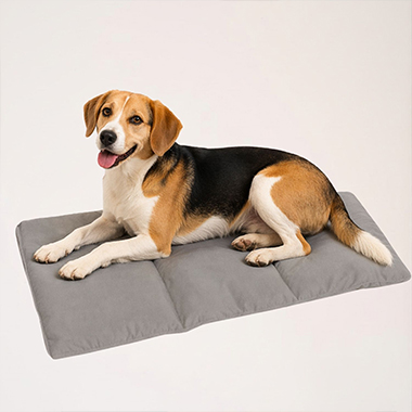 Accessoires Phase pour chien