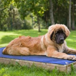 C'est l'été ! Rafraîchissez votre chien