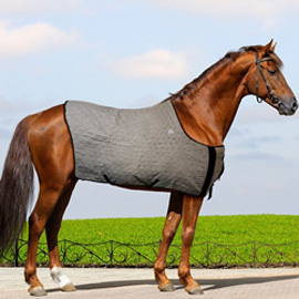 Chevaux et fraîcheur !