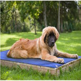 Un manteau pour chien ultra cool !