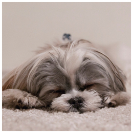Votre chien n'aime pas la chaleur !