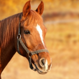 Comment protéger votre cheval de la chaleur ?