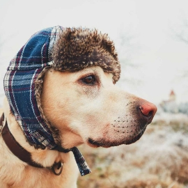 Mon chien a-t-il froid ?