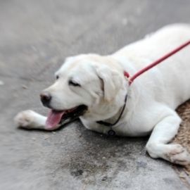 Comment protéger son chien de la chaleur ?