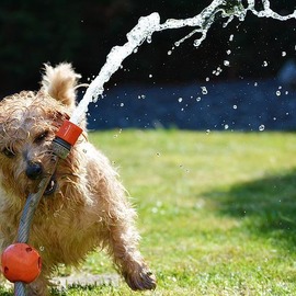 La chaleur et les chiens