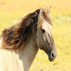 L’impact de la chaleur sur le cheval