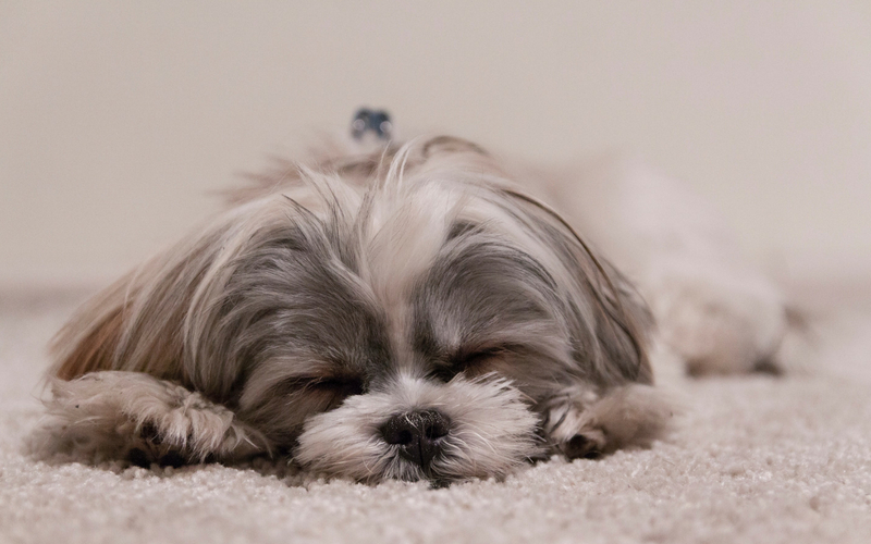 Chiens et chaleur