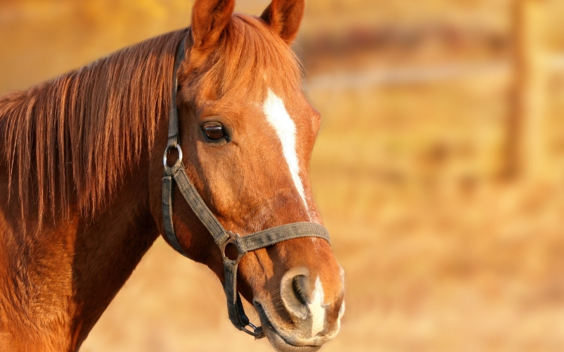 Cheval et chaleur