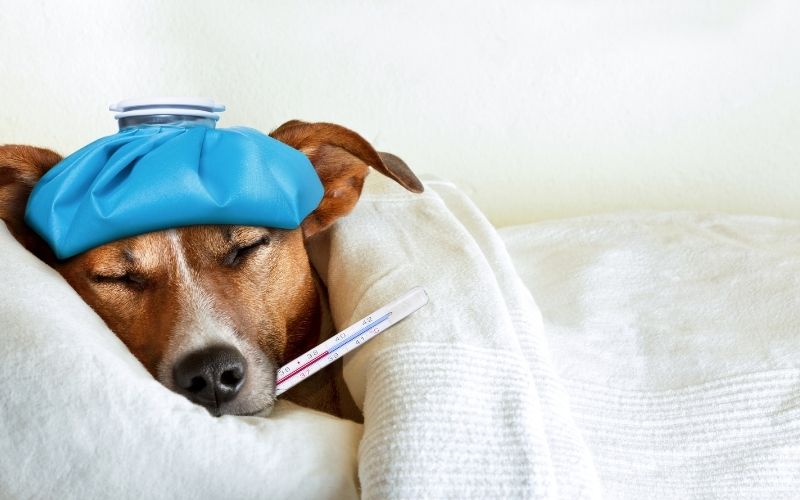Quels sont les sympôes du coup de chaleur du chien ? 