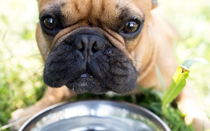 Les chiens doivent beaucoup boire quand il fait chaud